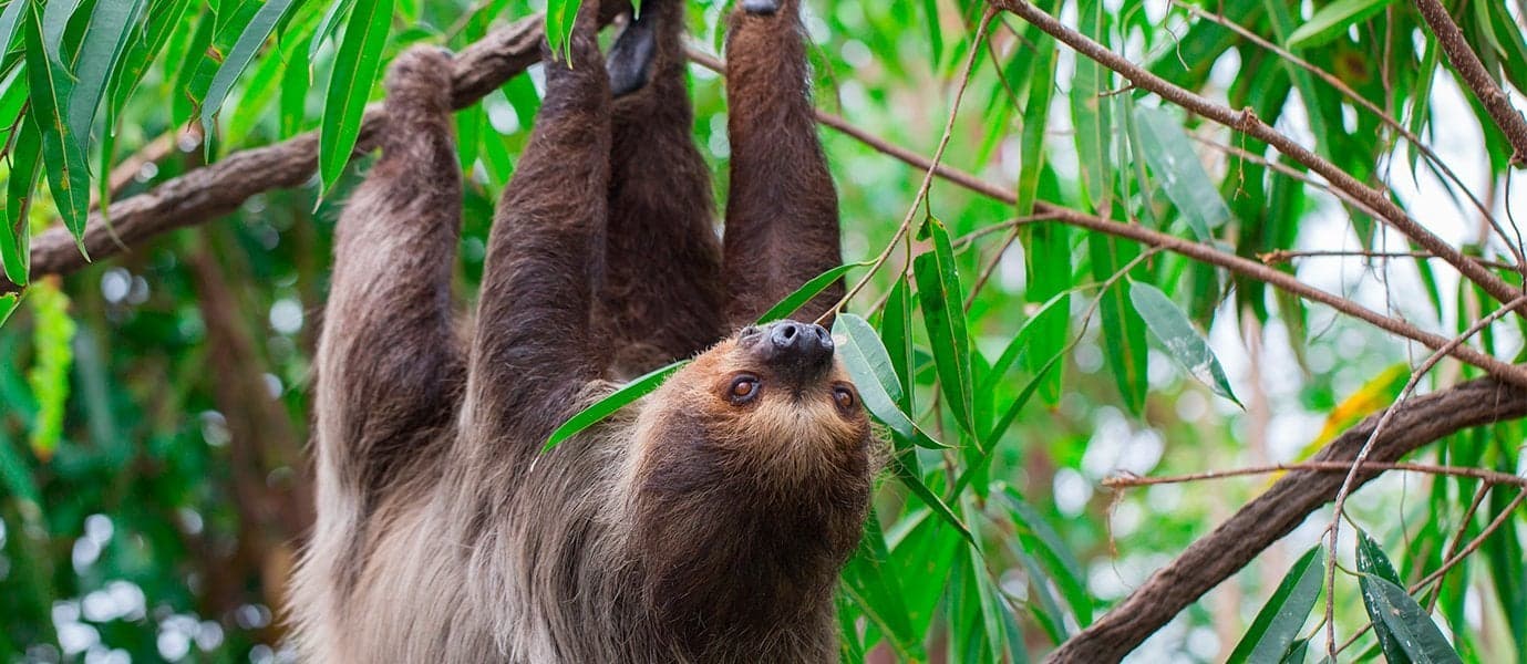 Sloth <span class="iconos separador"></span> Monteverde