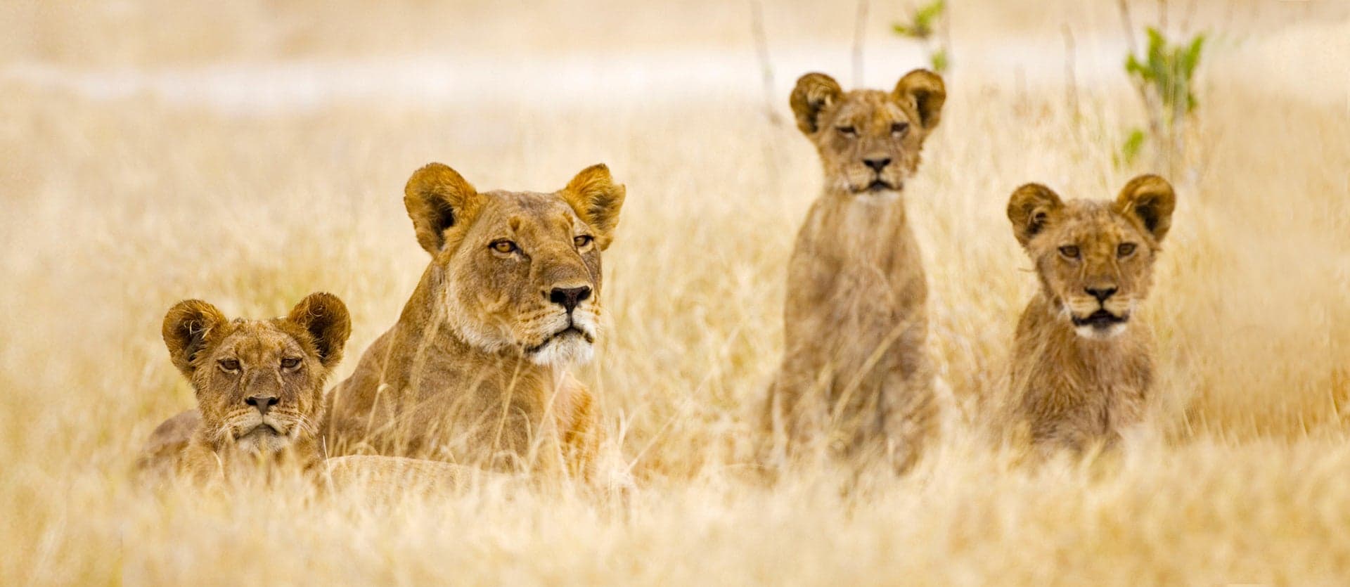Moremi Game Reserve <span class="iconos separador"></span> Botswana
