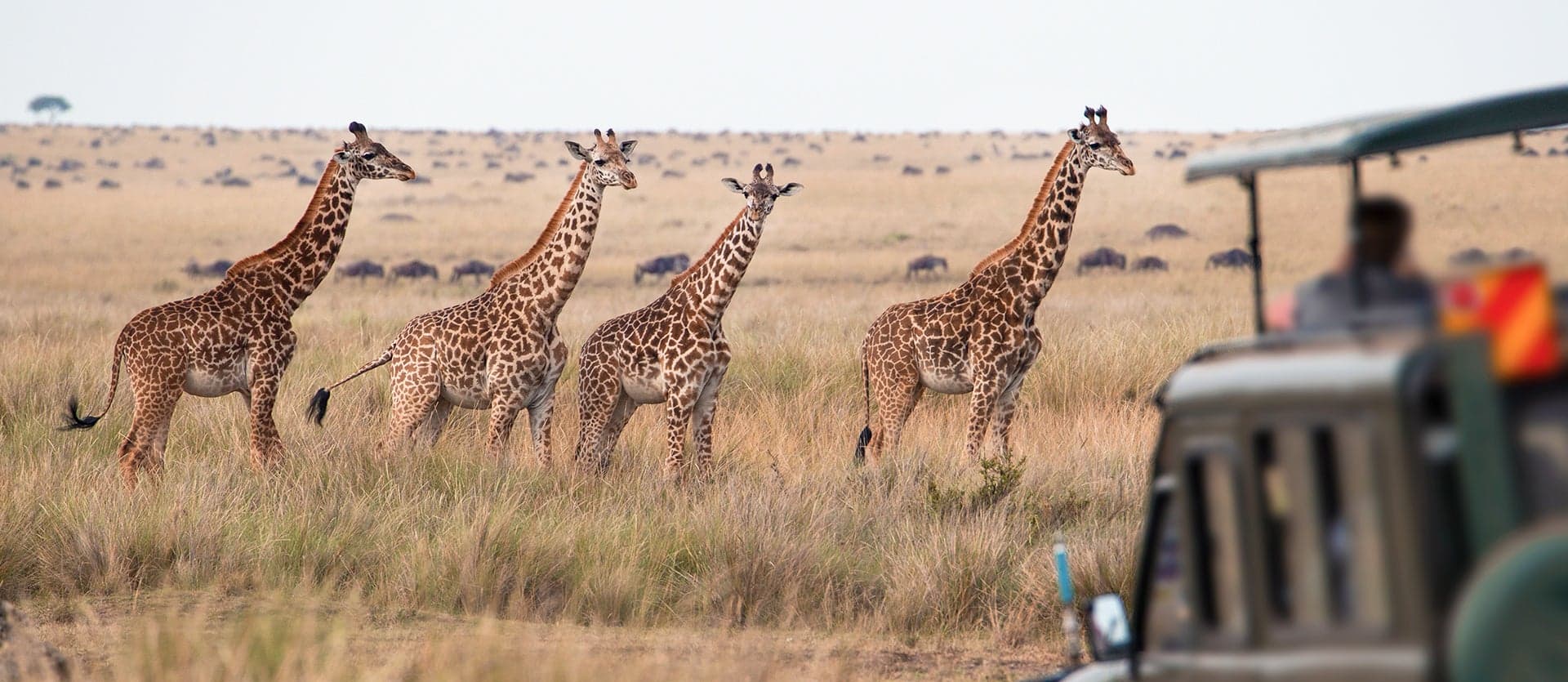 Moremi Game Reserve <span class="iconos separador"></span> Botswana