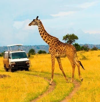 Luxury Safari & All-Inclusive Zanzibar