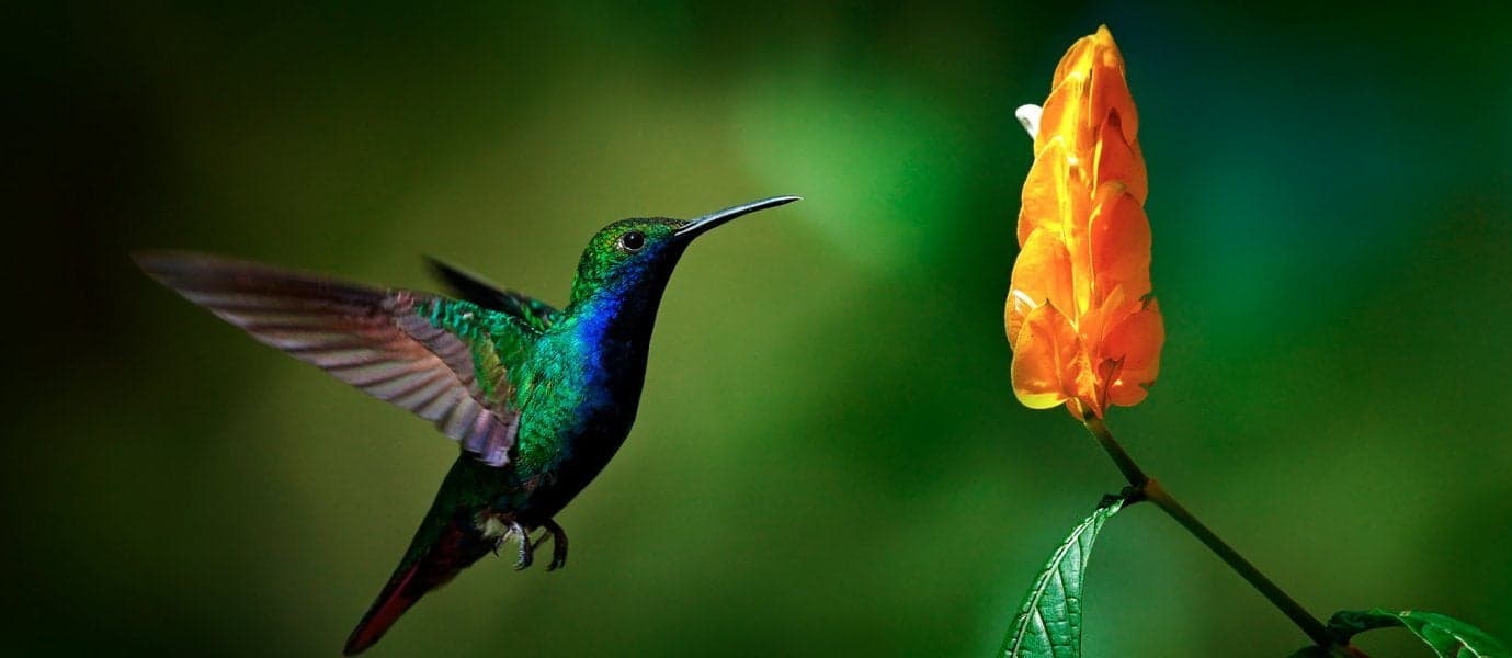 <span class="iconos separador"></span> Hummingbird <span class="iconos separador"></span>