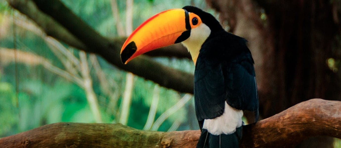 <span class="iconos separador"></span> Toucan <span class="iconos separador"></span>