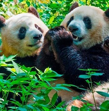 De la Gran Muralla a los pandas de Chengdú