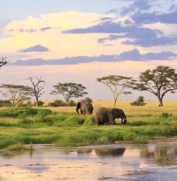 Safari en Serengueti y Tarangire