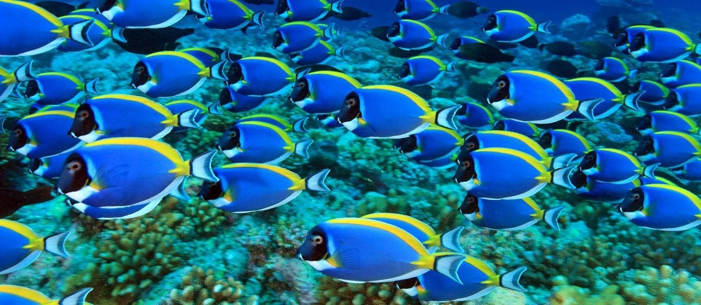 Banco de peces cirujanos <span class="iconos separador"></span> Maldivas