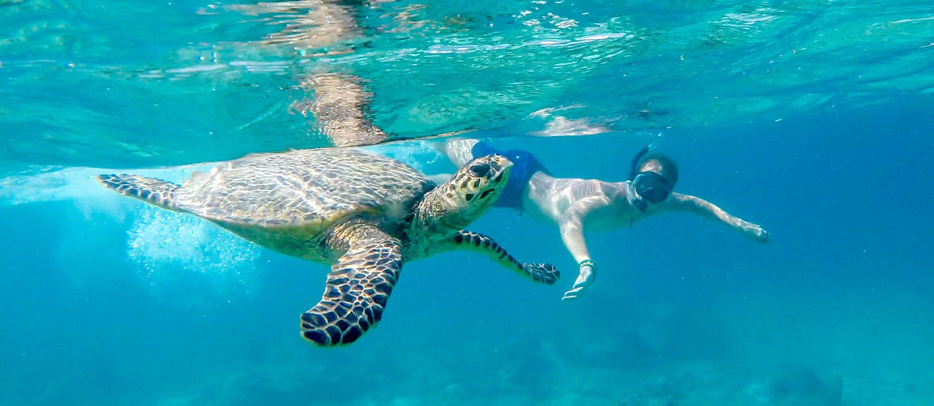 Tortuga marina <span class="iconos separador"></span> Gili Air