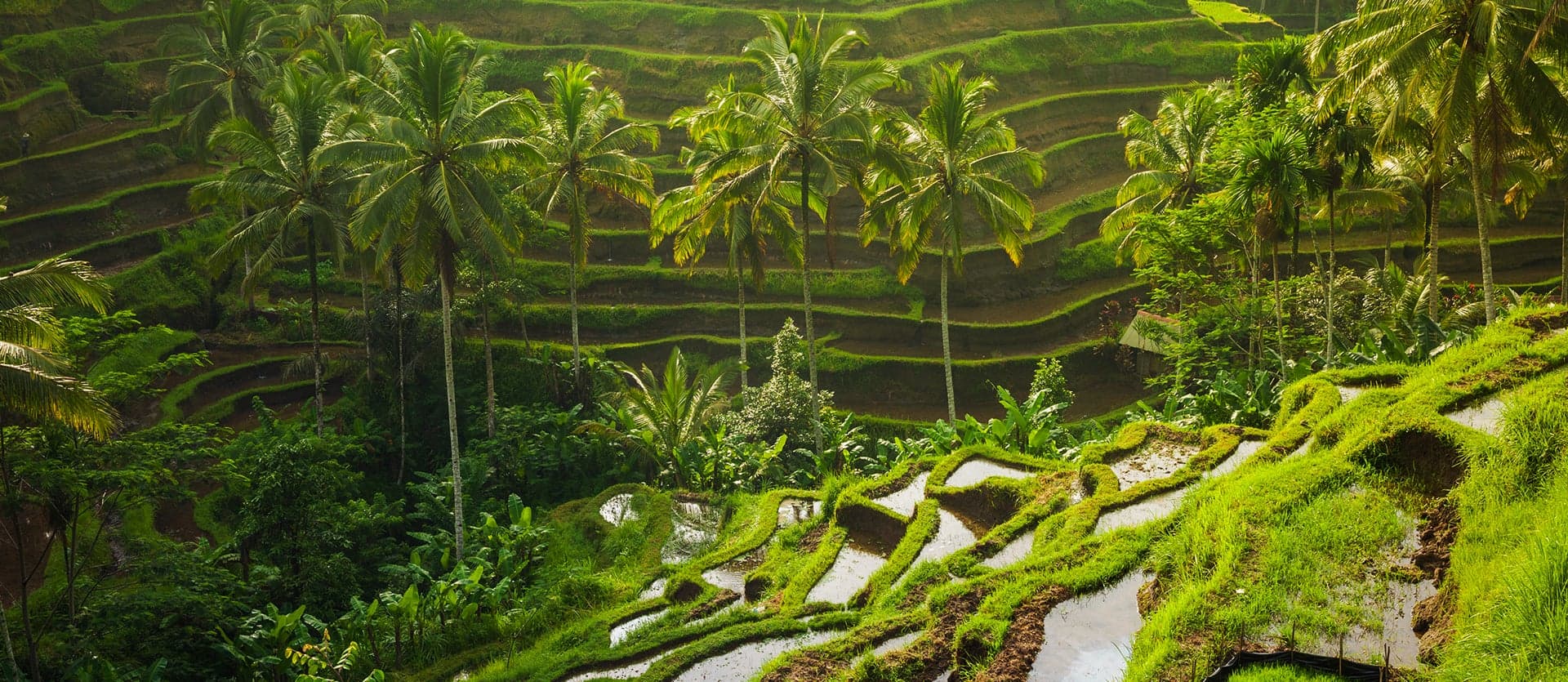 Arrozales en terrazas en Ubud <span class="iconos separador"></span> Bali