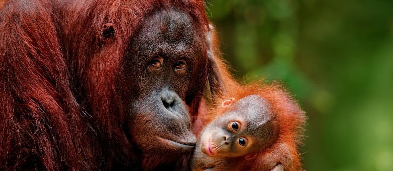 Entre junglas y orangutanes