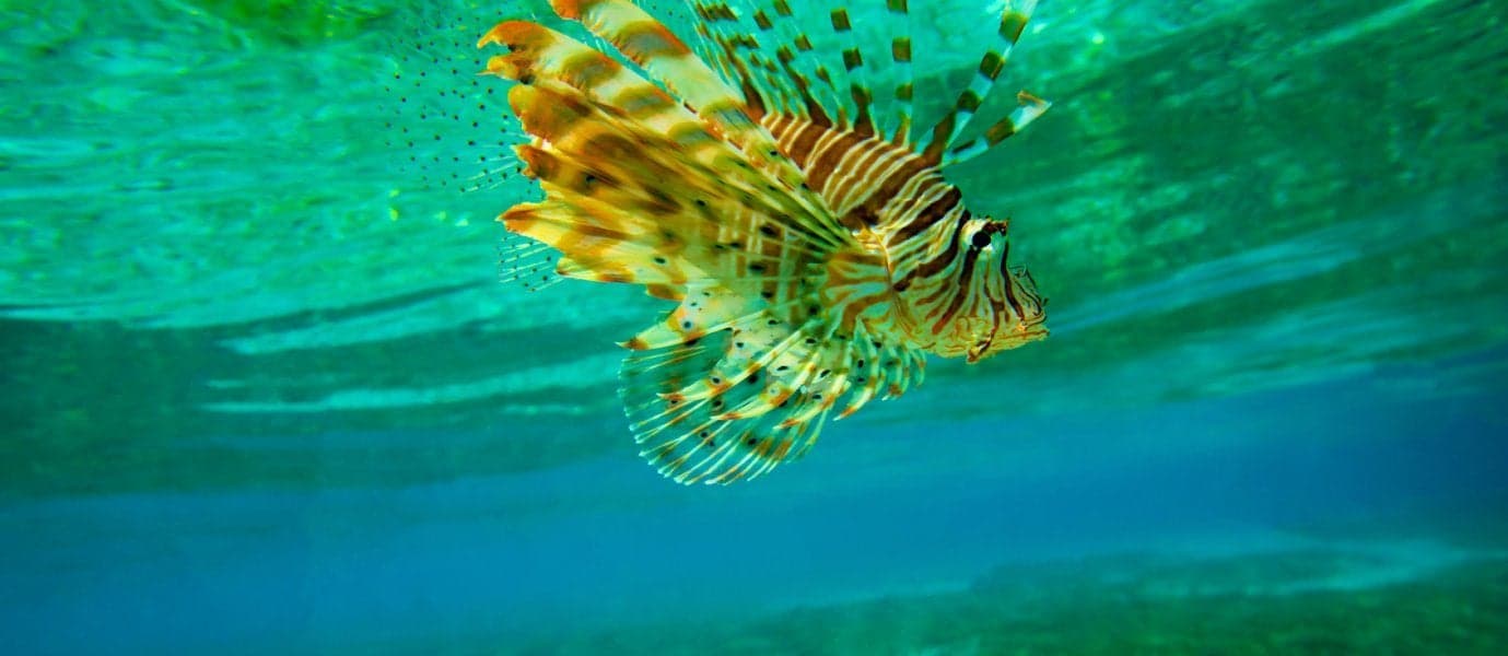 Poisson-lion <span class="iconos separador"></span> Mer des Caraïbes
