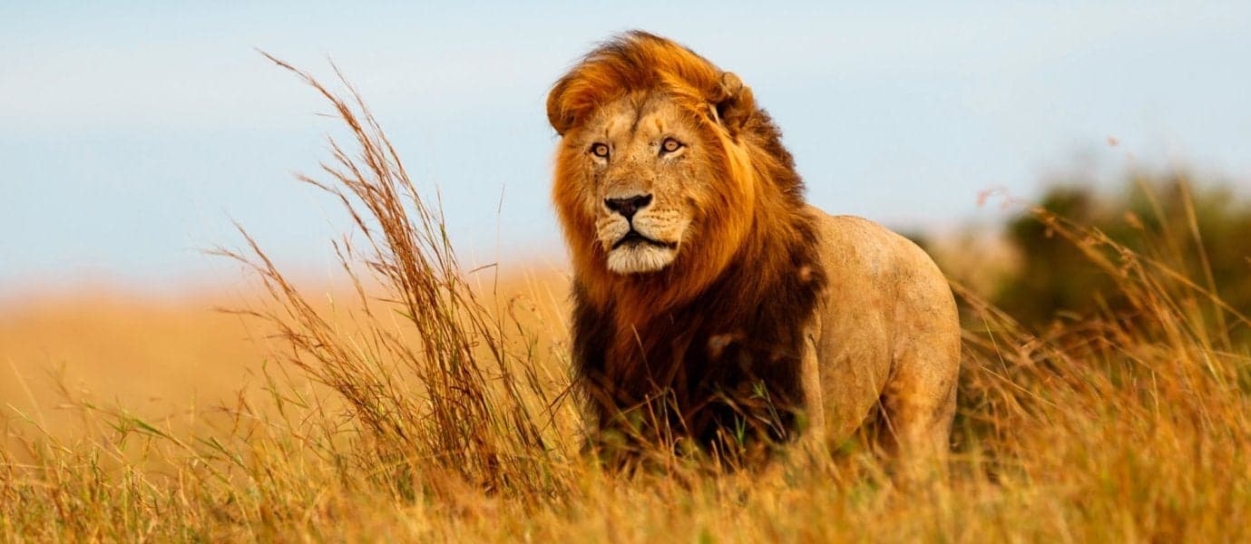 Lion <span class="iconos separador"></span> Maasai Mara <span class="iconos separador"></span> Kenya