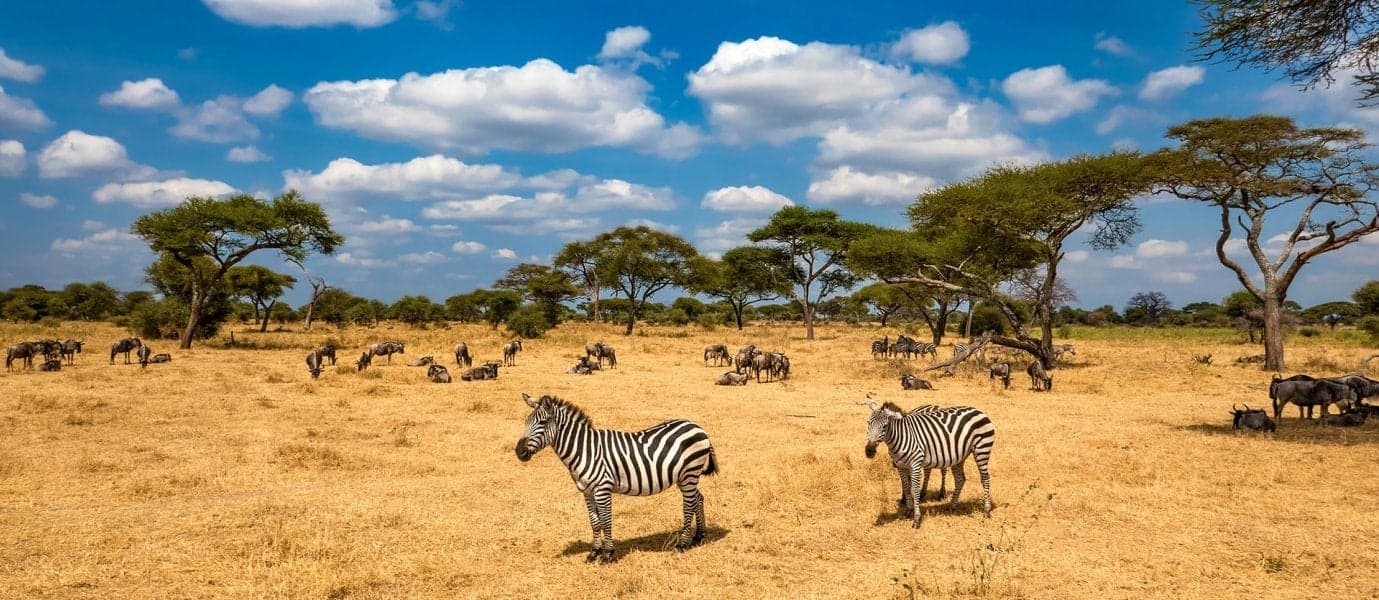 Zebras <span class="iconos separador"></span> Tarangire National Park <span class="iconos separador"></span> Tanzania