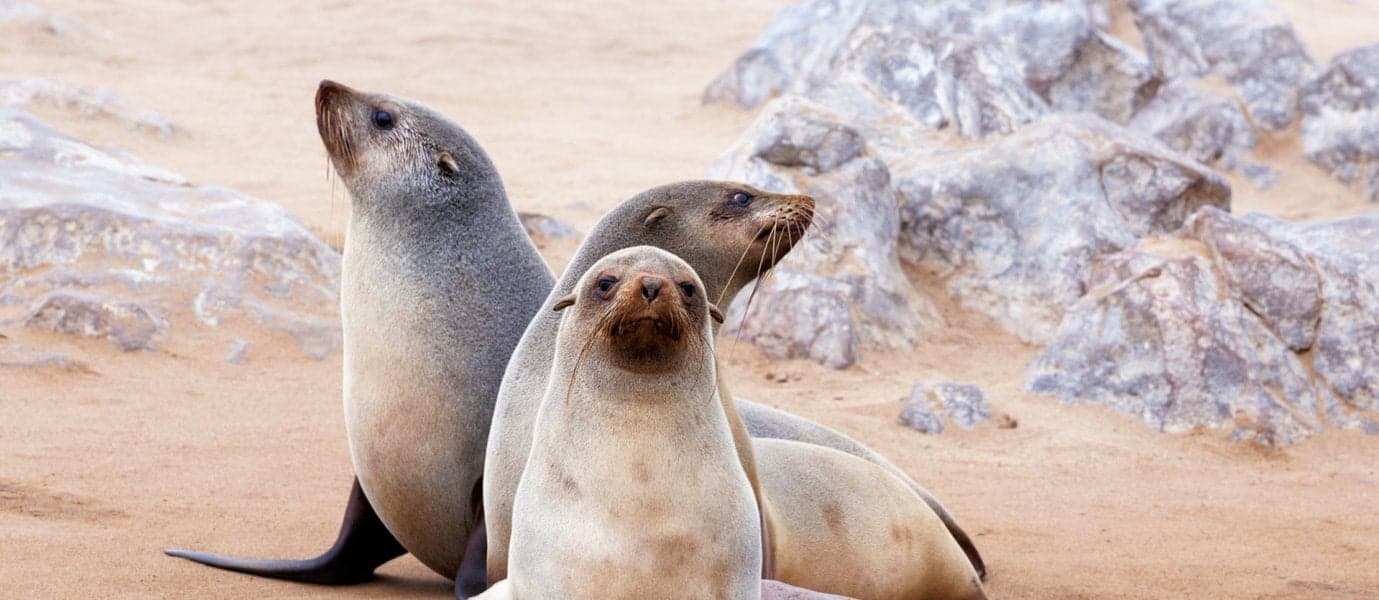 Sea Lions <span class="iconos separador"></span> Cape Cross <span class="iconos separador"></span> Namibia