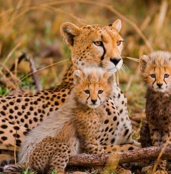 Wildlife Safari Escape: Kenya & Tanzania
