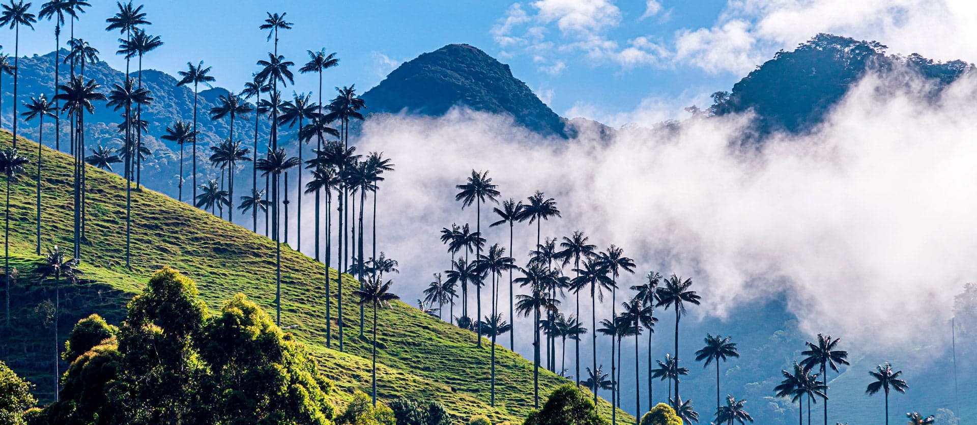 Cocora Valley landscape <span class="iconos separador"></span> Salento