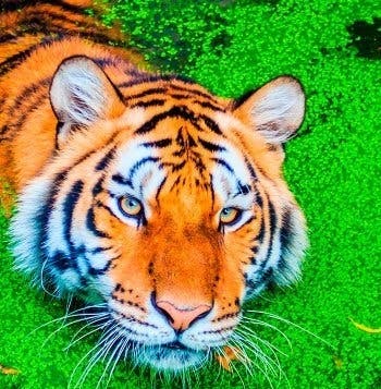 Rajasthan & Ranthambore Tiger Safari