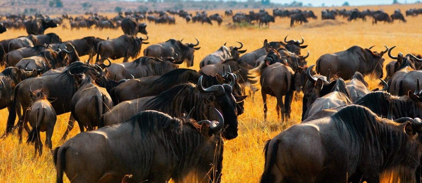 Great Migration <span class="iconos separador"></span> Maasai Mara