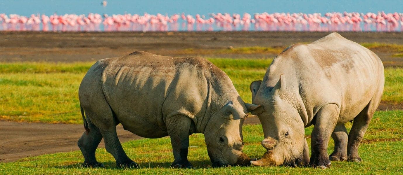 Rhinos <span class="iconos separador"></span> Lake Nakuru