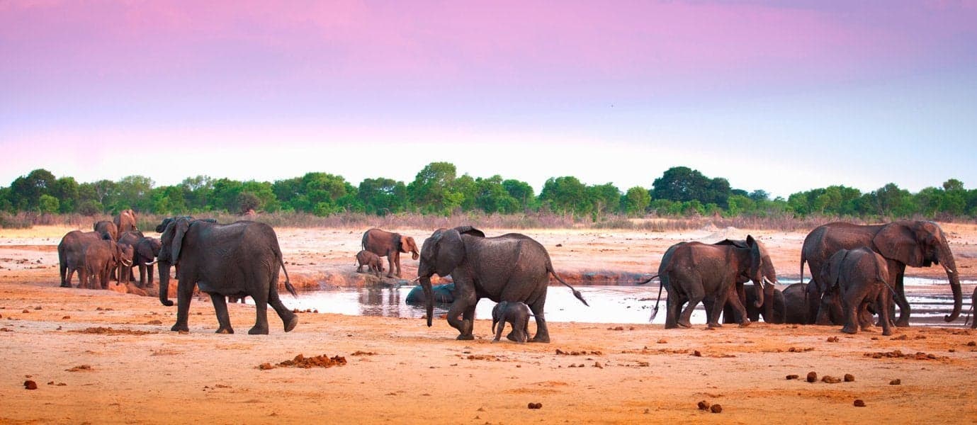 <span class="iconos separador"></span> Elephants <span class="iconos separador"></span>