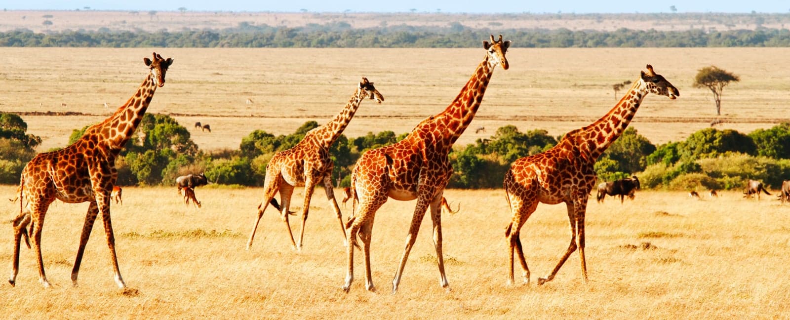 Maasai Mara