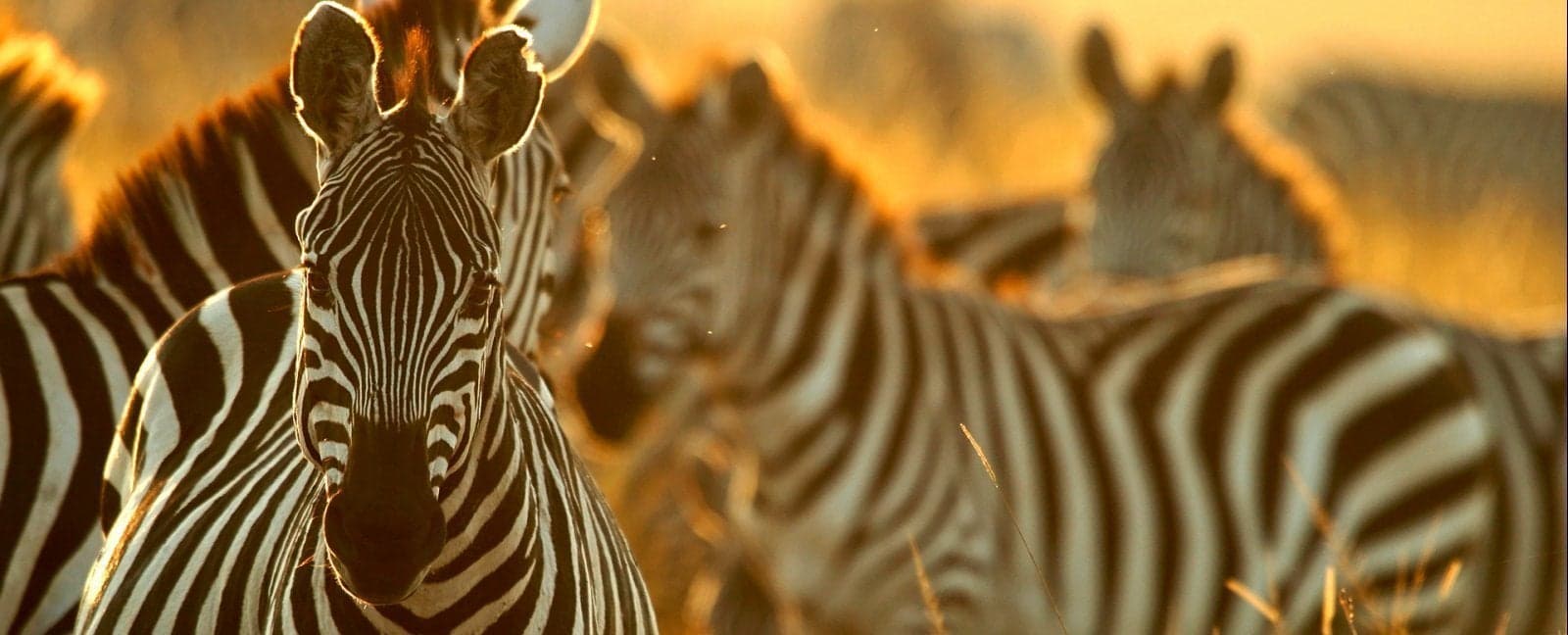Maasai Mara - Nairobi