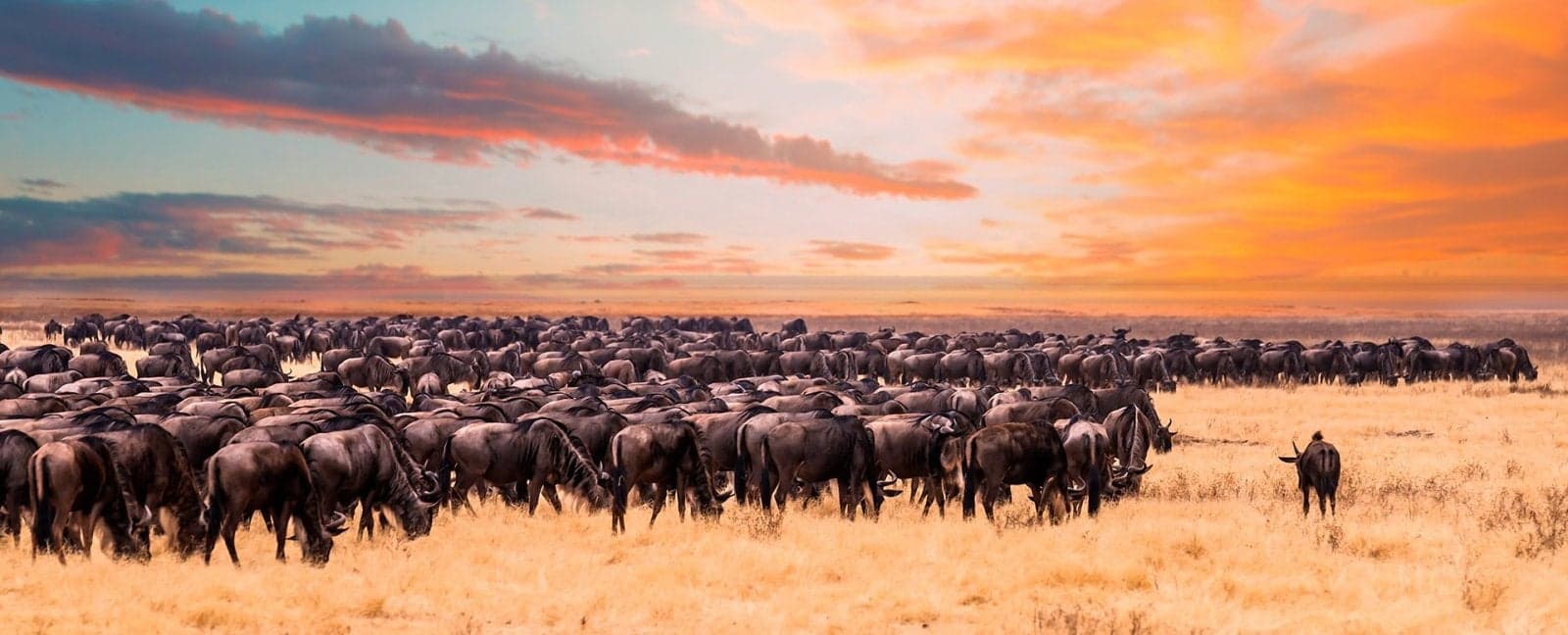 Karatu - Serengeti National Park