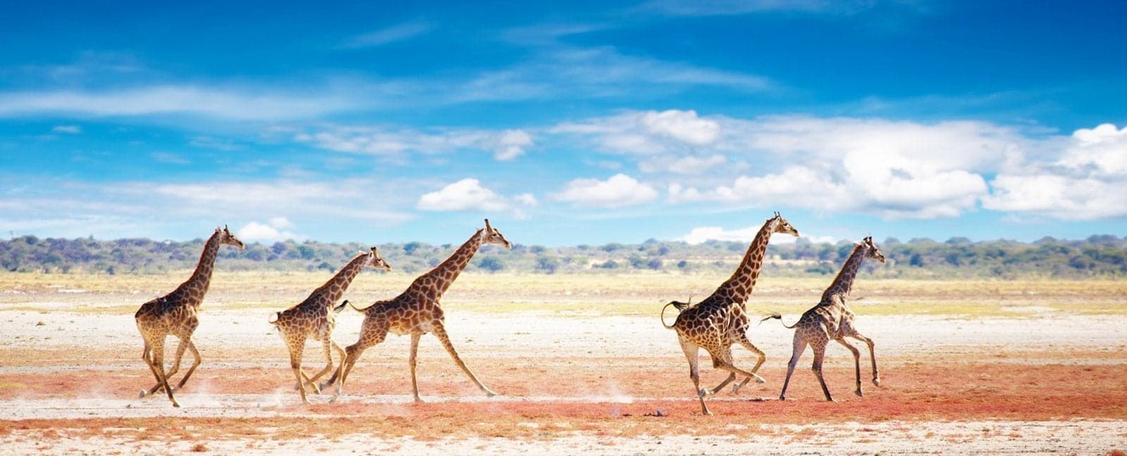 Etosha National Park
