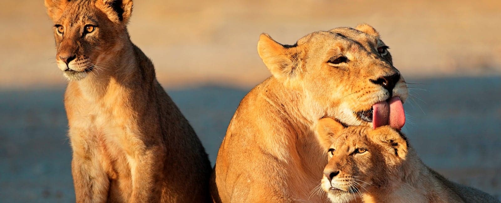 Etosha National Park