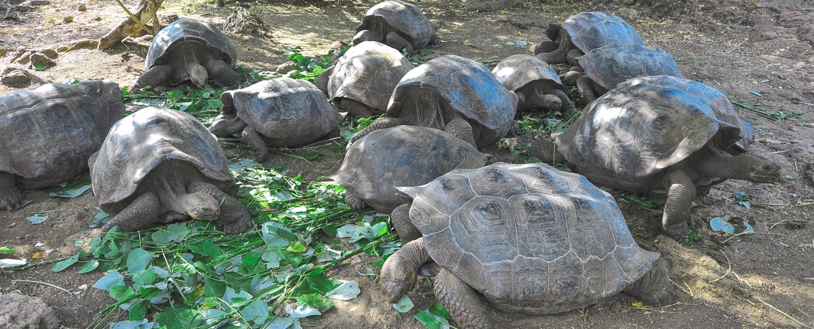 Galápagos (San Cristóbal)