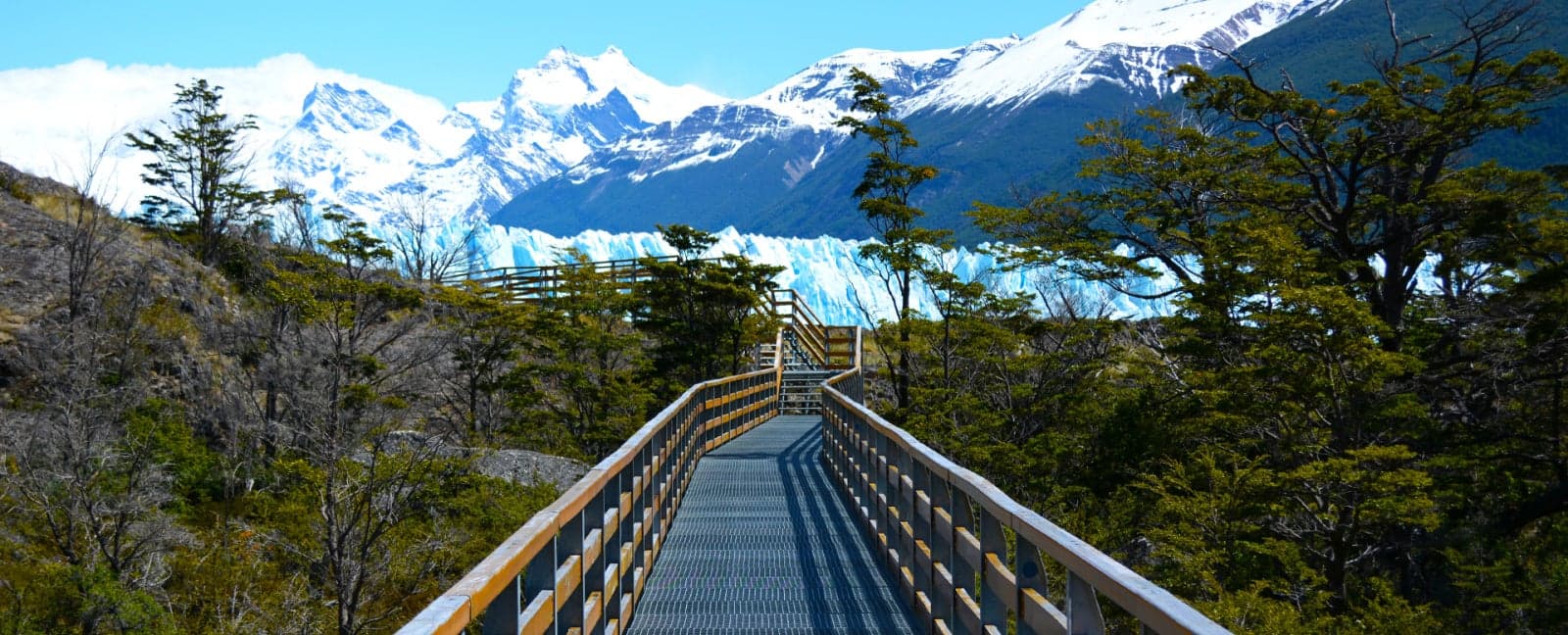 Calafate