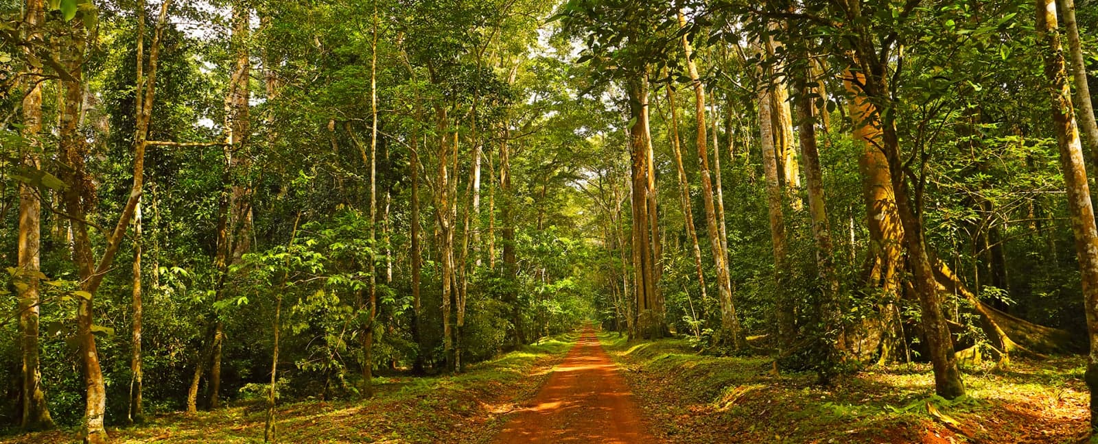 Entebbe - Parque Nacional del Bosque de Kibale