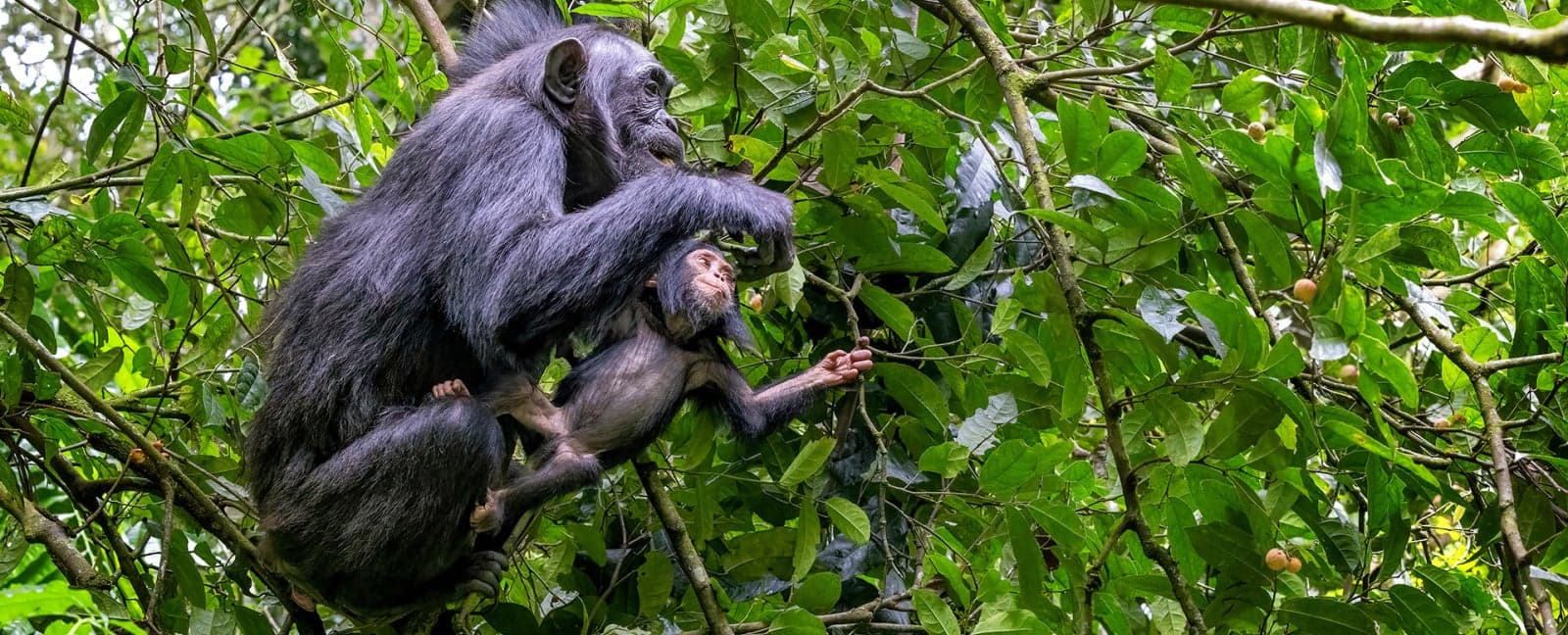 Parque Nacional del Bosque de Kibale