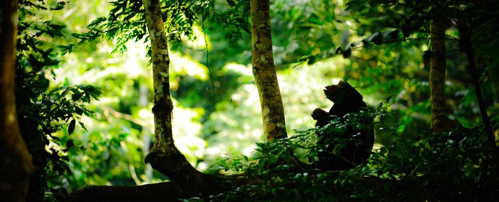 Entebbe - Kibale Forest