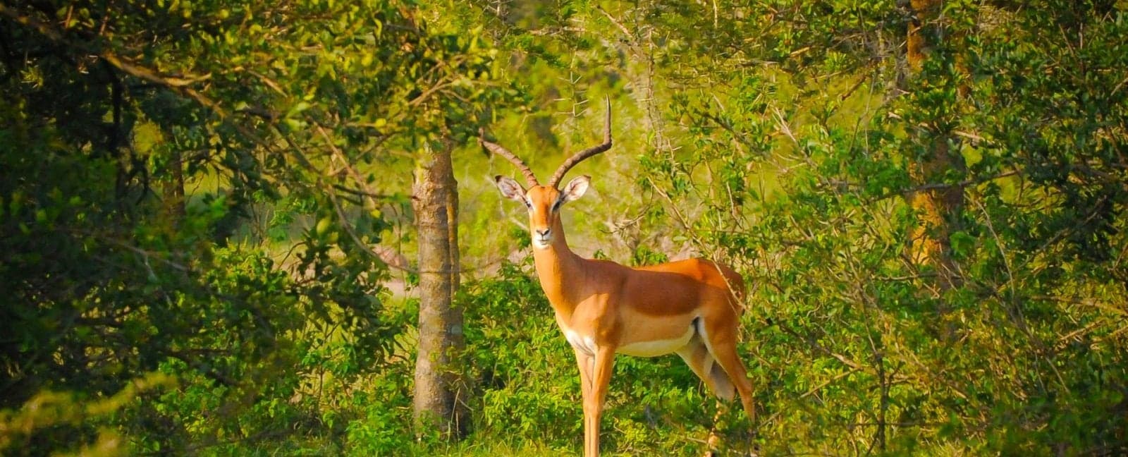 Lake Mburo National Park