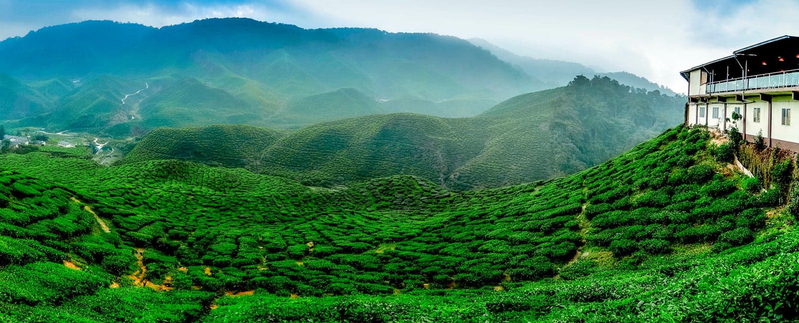 Cameron Highlands