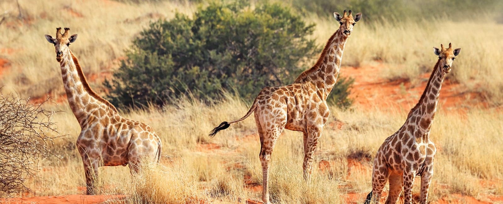 Windhoek - Désert du Kalahari