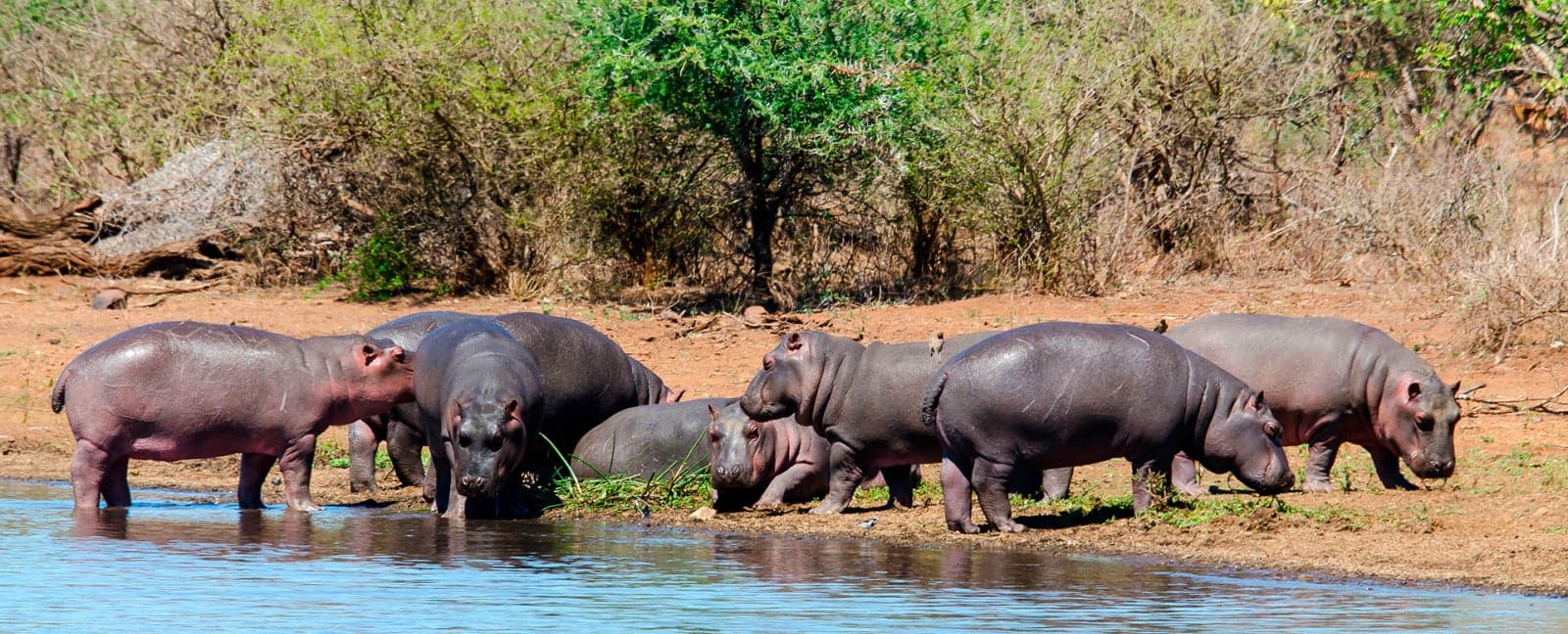 Kruger National Park