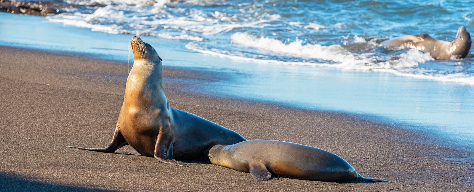 Galapagos (Santa Cruz)