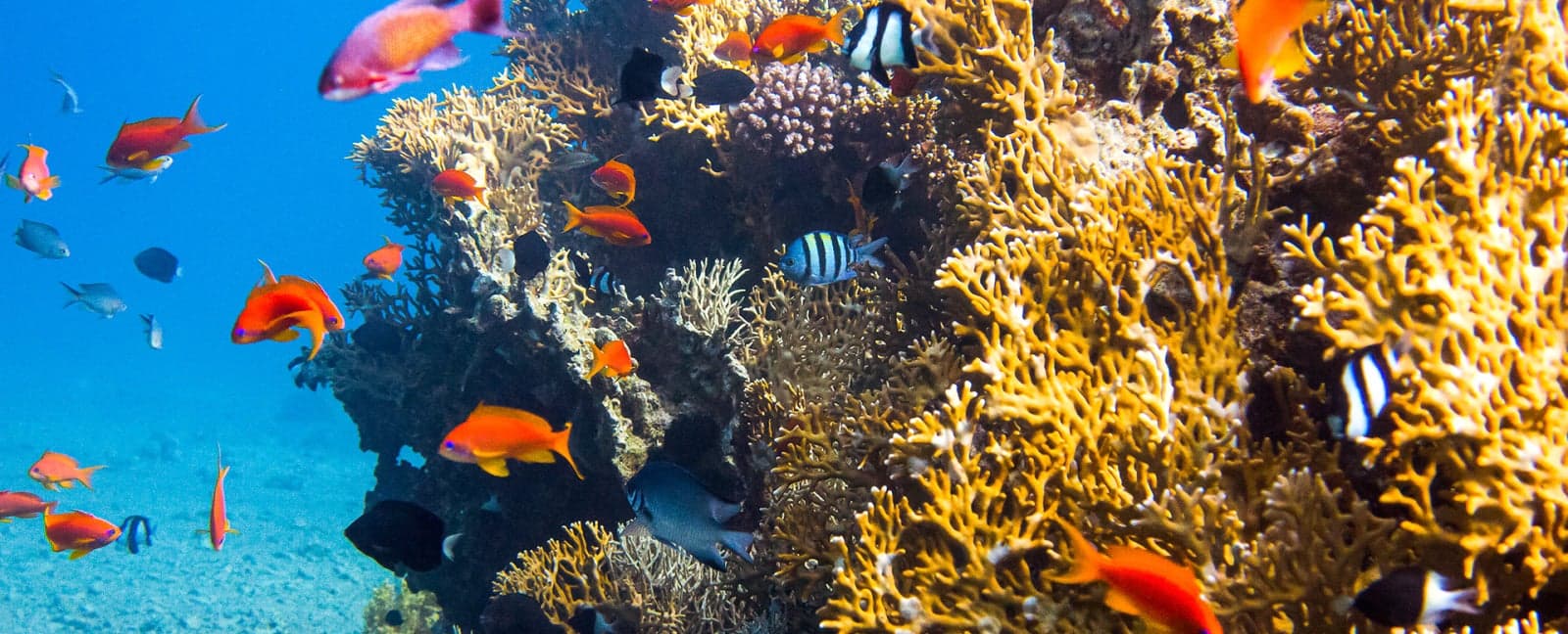 Aqaba