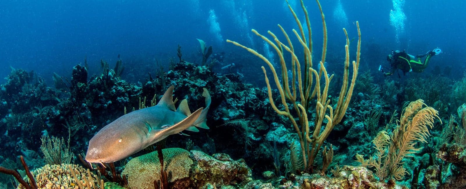 Cayo San Pedro