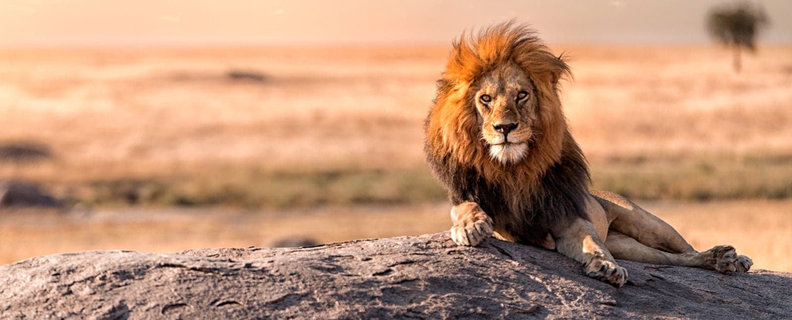 Tarangire National Park - Serengeti National Park