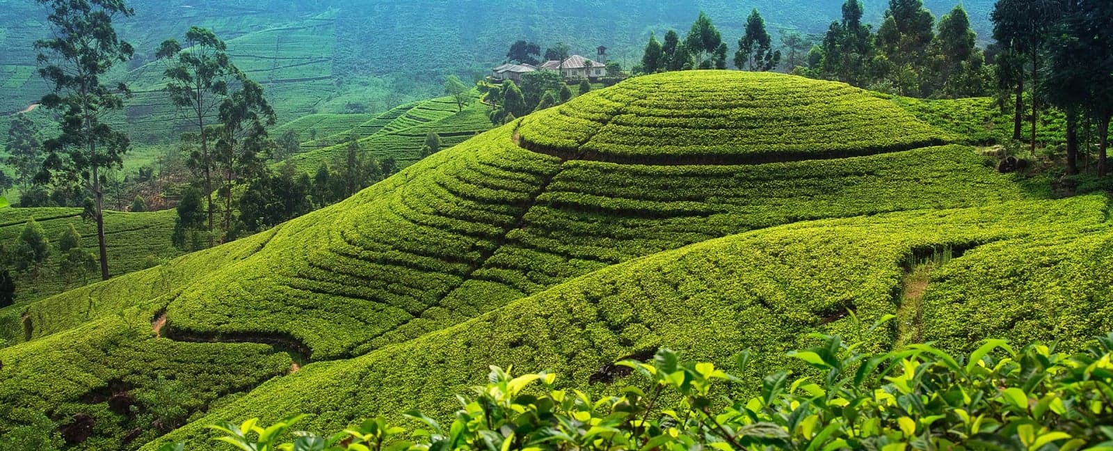Kandy - Nuwara Eliya