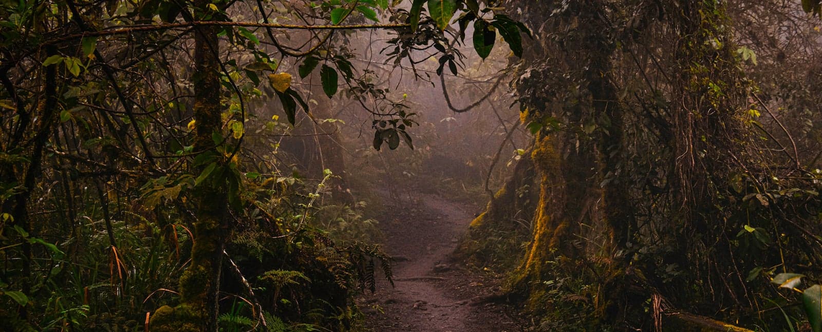 Arusha - Mt. Kilimanjaro National Park - Arusha