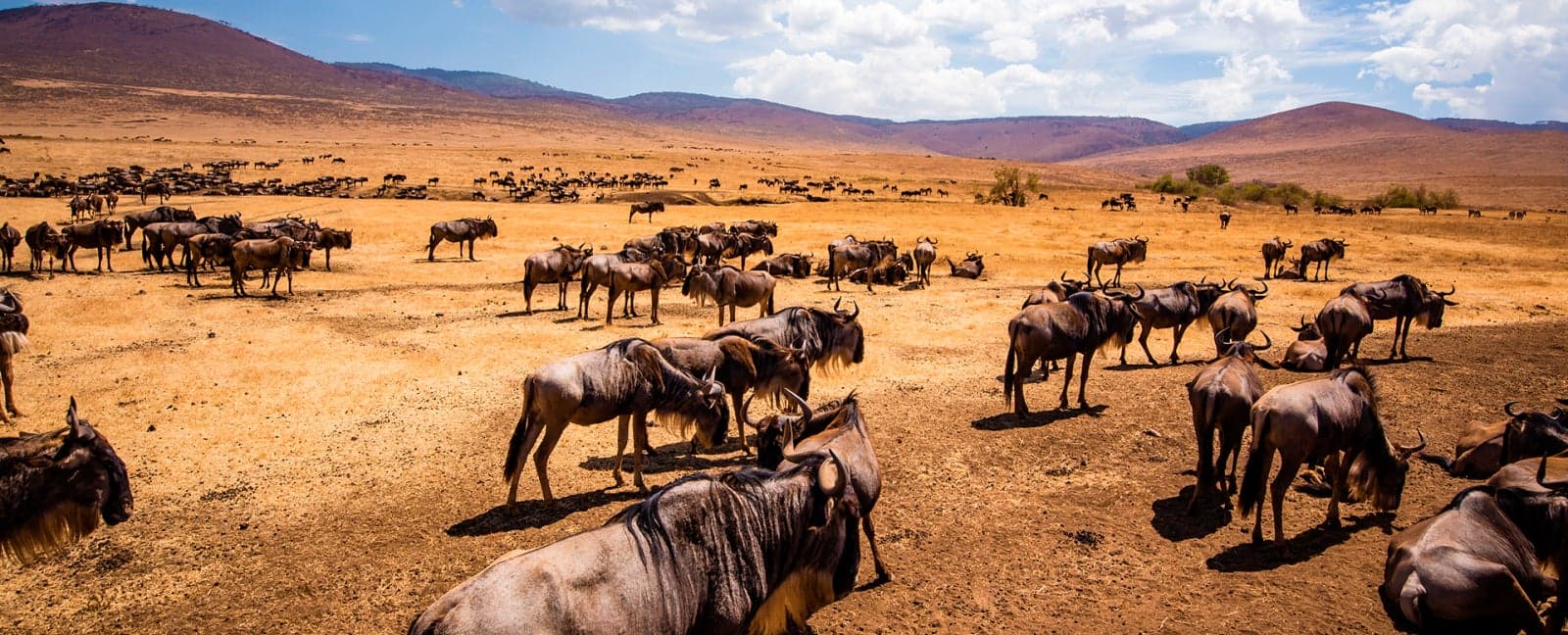 Serengeti - Ngorongoro Crater - Karatu