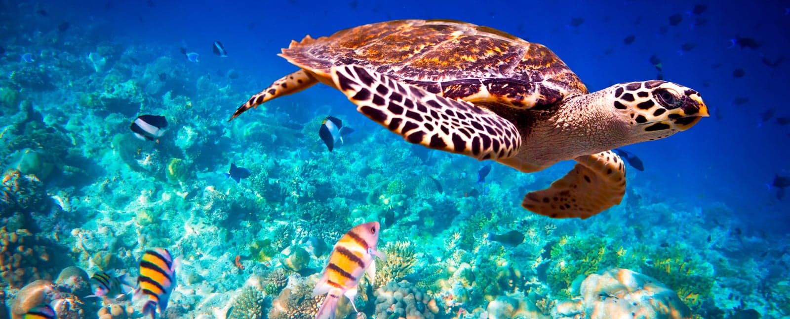 Maldives