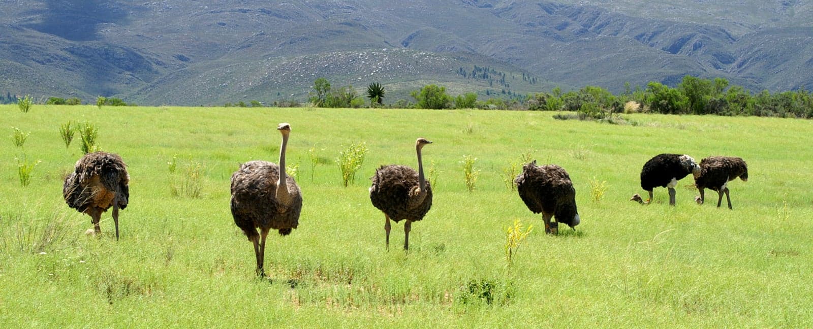 Oudtshoorn - Cape Town