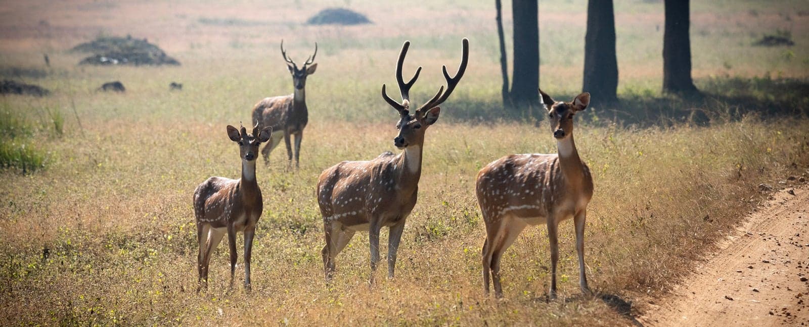Kanha