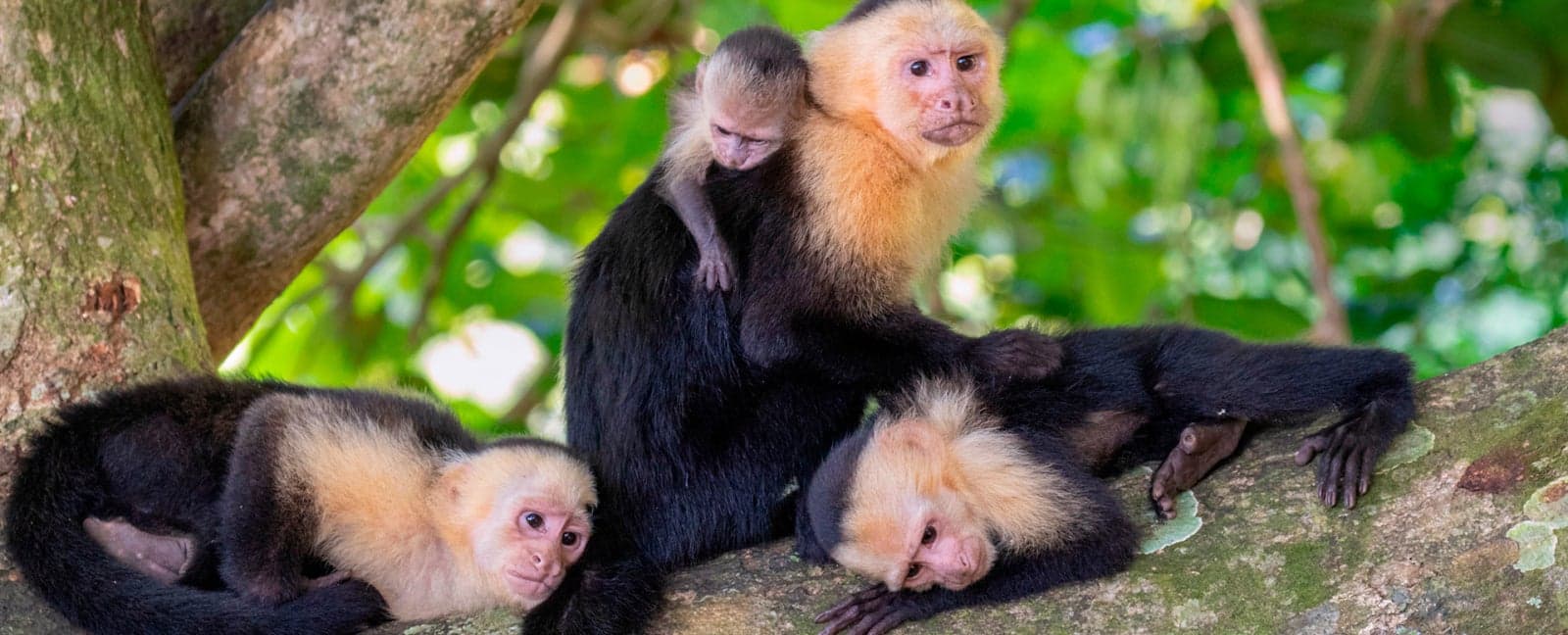 Manuel Antonio
