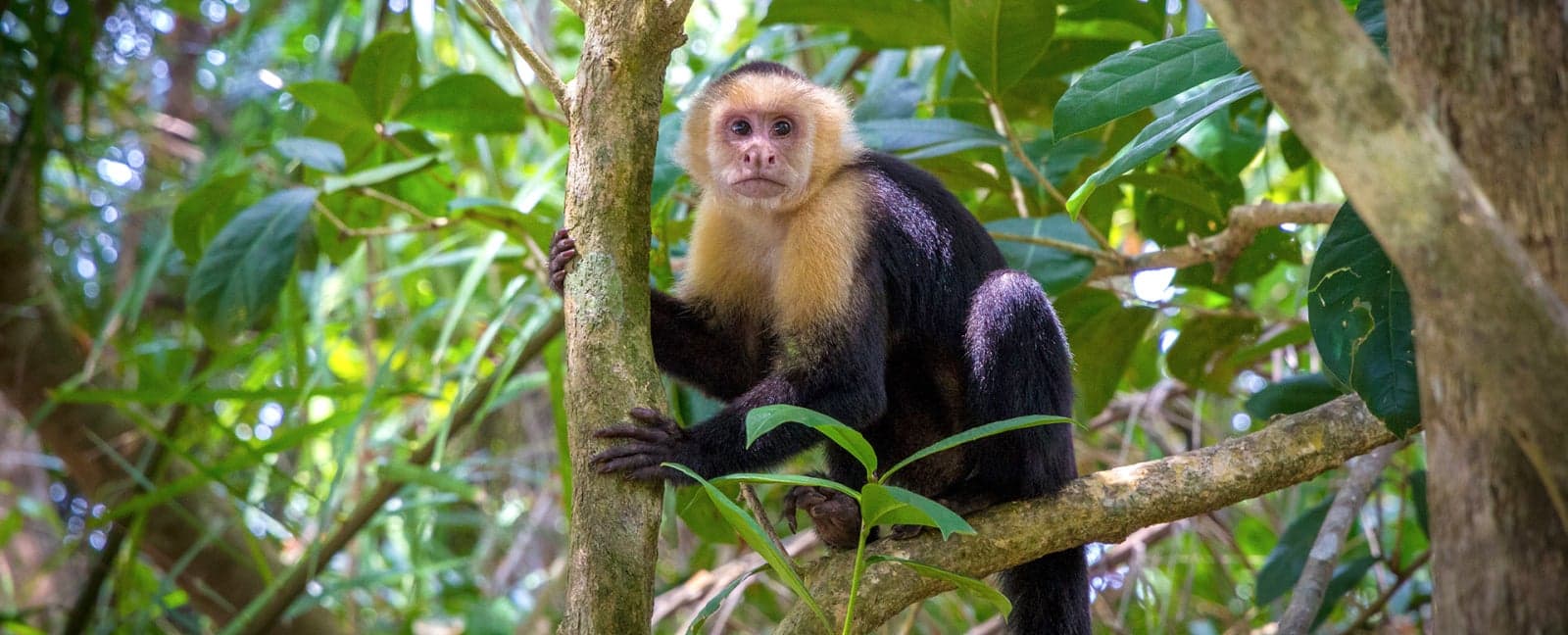 Manuel Antonio - San José