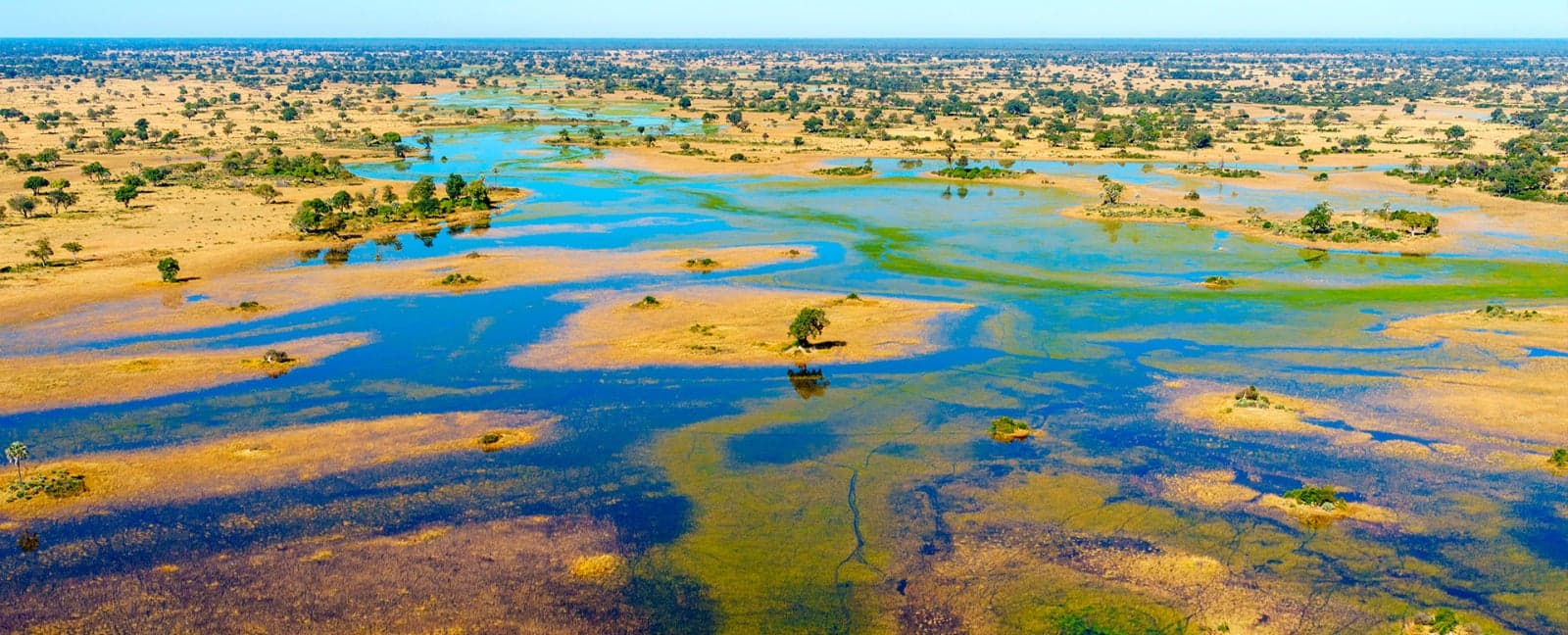 Maun