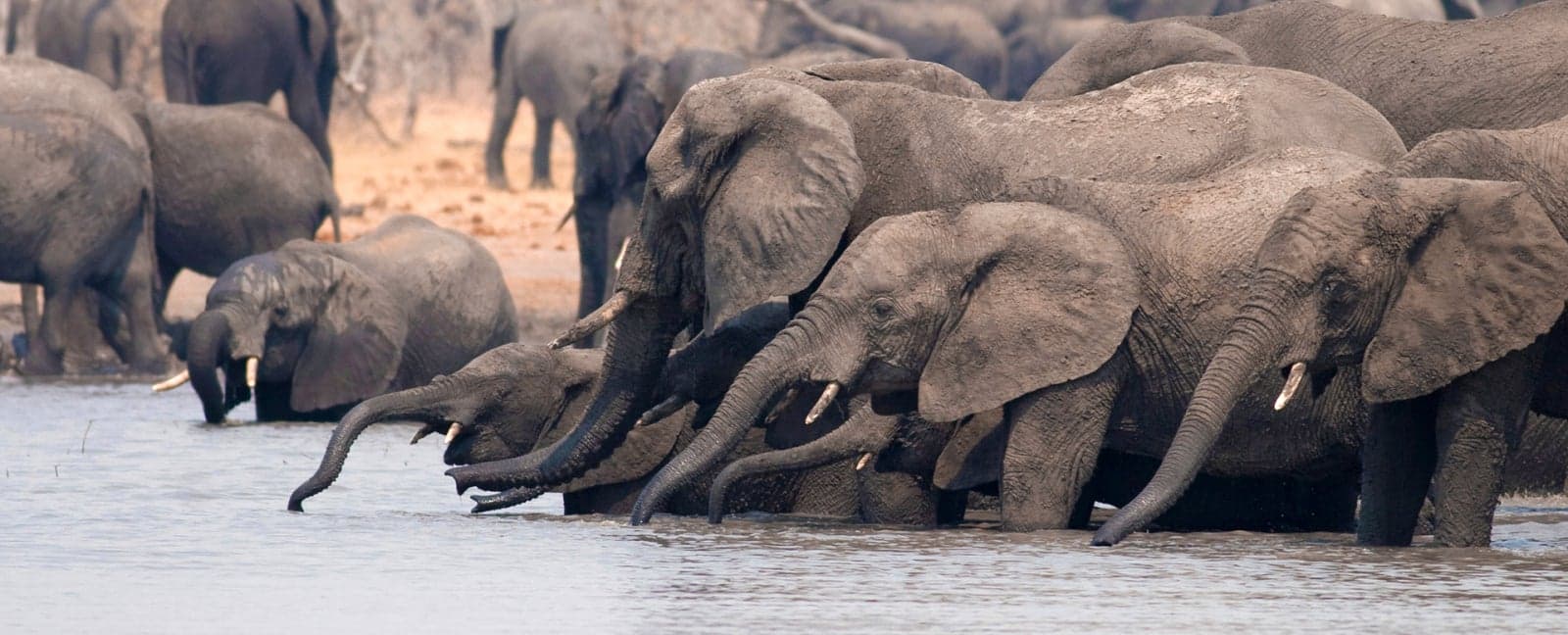 Maun - Moremi Game Reserve - Moremi